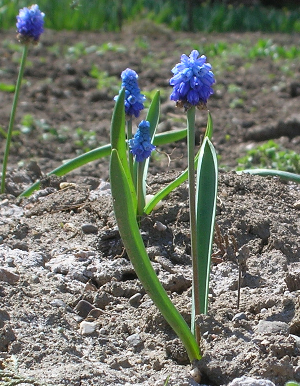 Image of Pseudomuscari azureum specimen.