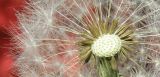 род Taraxacum