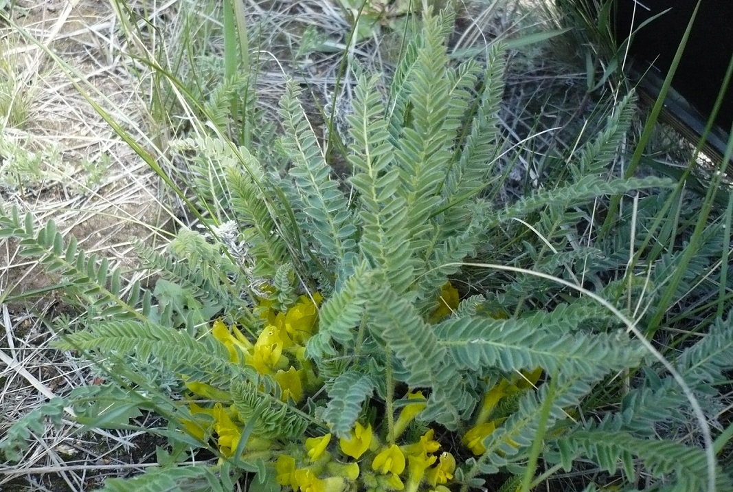 Изображение особи Astragalus buchtormensis.