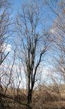 Salix myrsinifolia