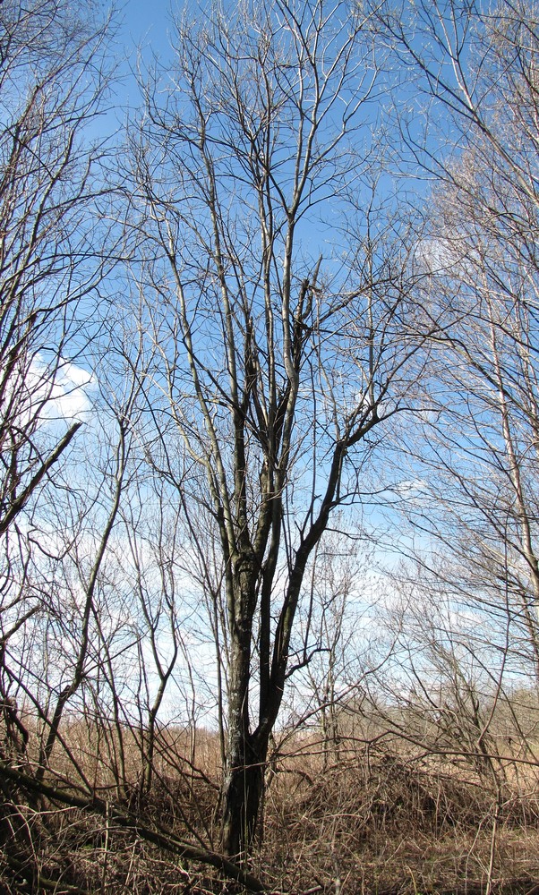 Image of Salix myrsinifolia specimen.