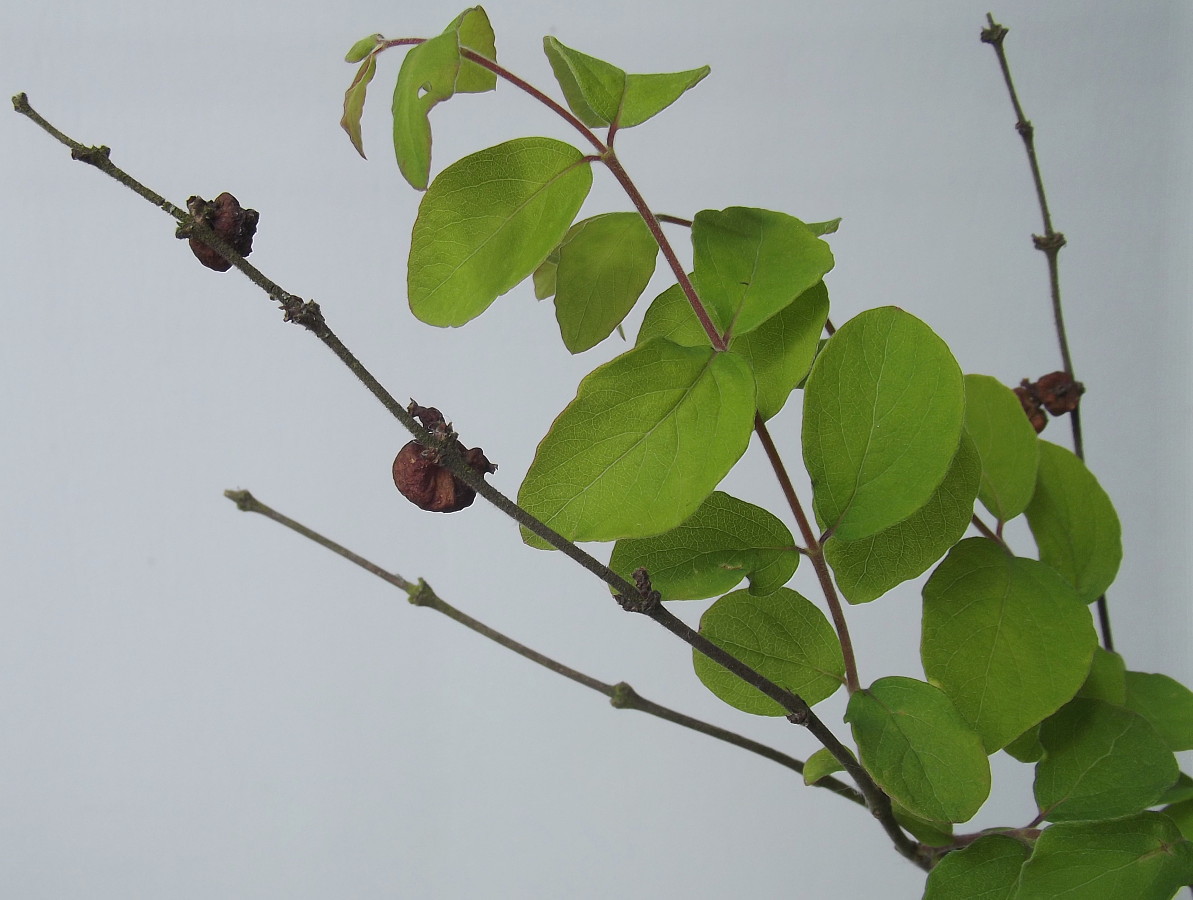 Image of Symphoricarpos &times; doorenbosii specimen.