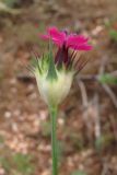 Dianthus capitatus. Верхушка побега с соцветием. Крым, Севастополь, верховья Караньской балки. 31 мая 2012 г.