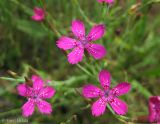 Dianthus deltoides