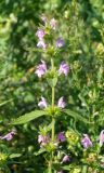 Galeopsis ladanum