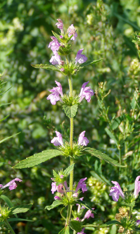 Изображение особи Galeopsis ladanum.