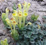 Scutellaria orientalis