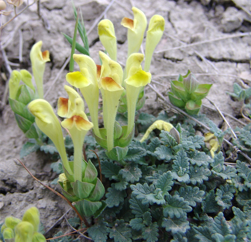 Изображение особи Scutellaria orientalis.