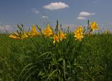 Hemerocallis lilio-asphodelus