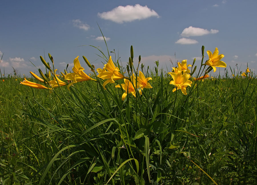 Image of Hemerocallis lilio-asphodelus specimen.