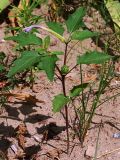 Datura stramonium var. tatula