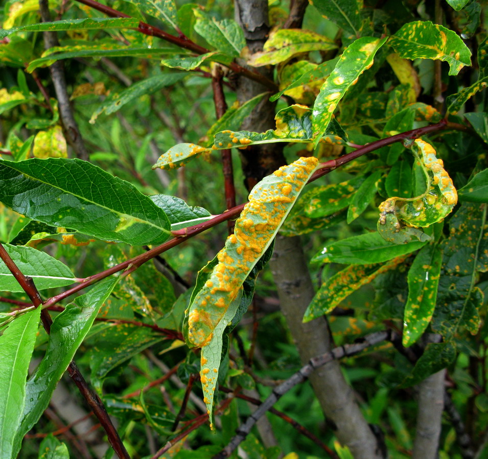 Image of Salix saposhnikovii specimen.