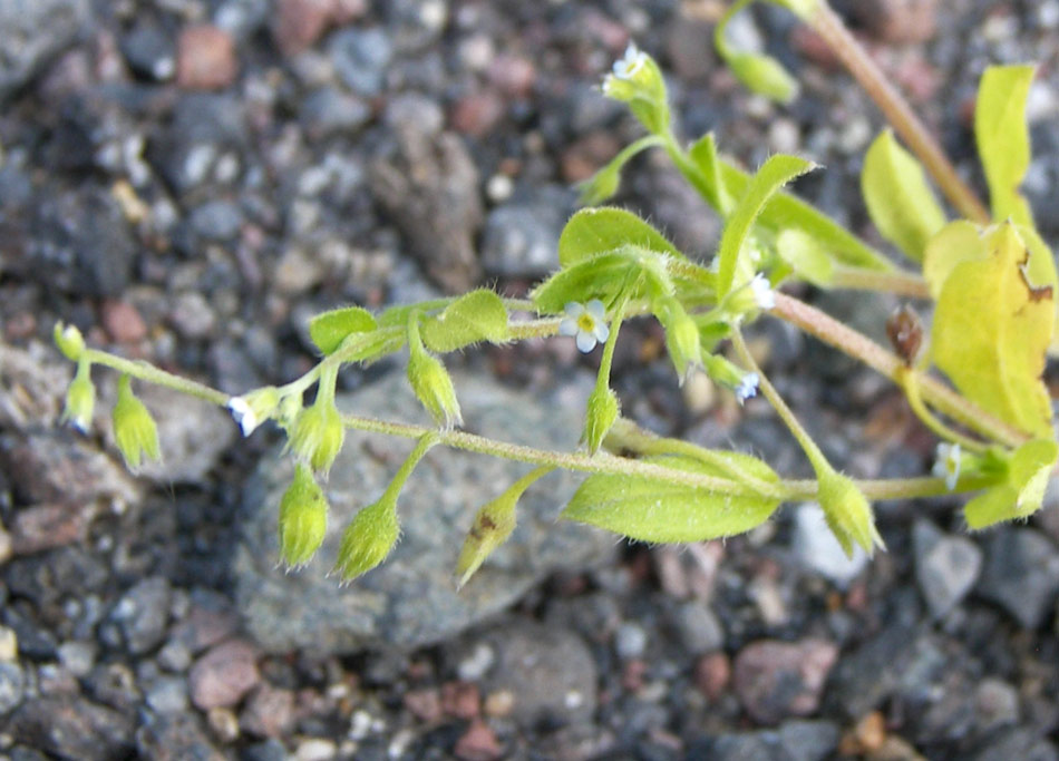 Image of Myosotis sparsiflora specimen.