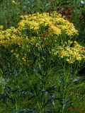 Senecio erucifolius