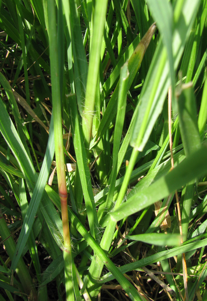 Image of Setaria pumila specimen.