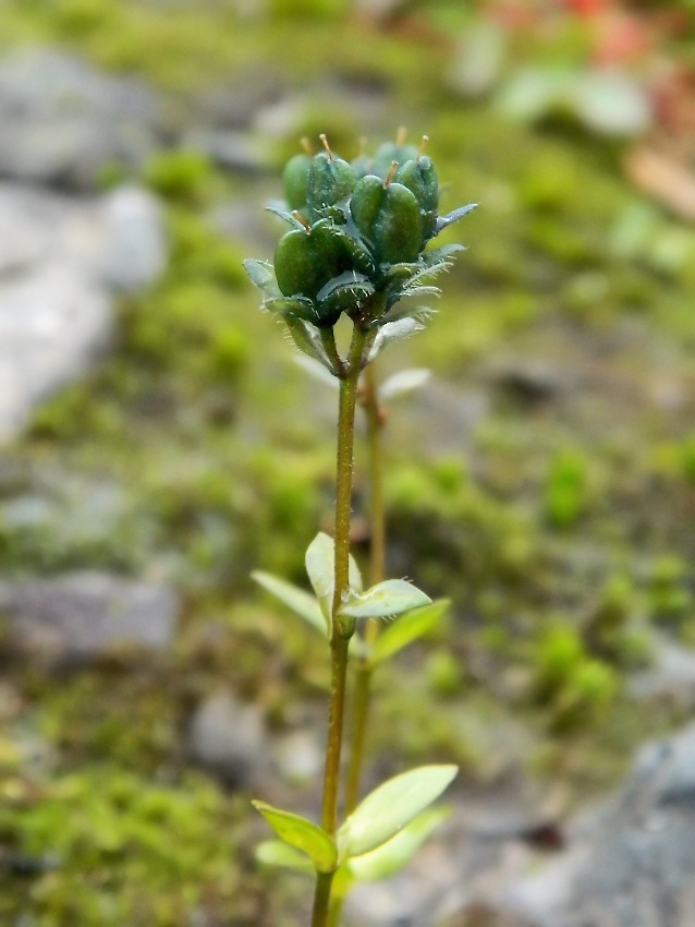 Image of Veronica alpina specimen.