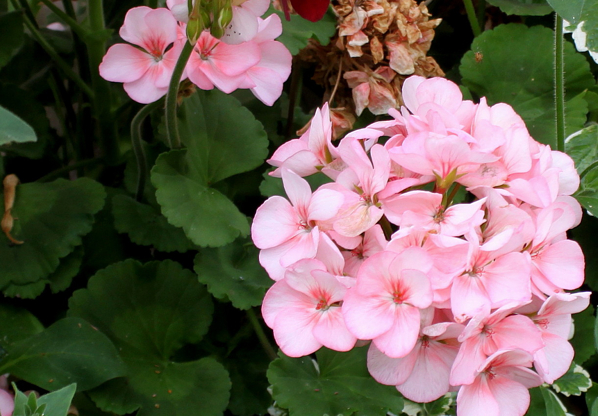 Image of Pelargonium hortorum specimen.