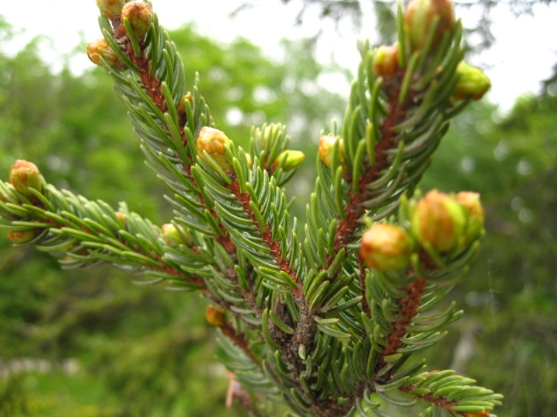 Изображение особи Picea glehnii.