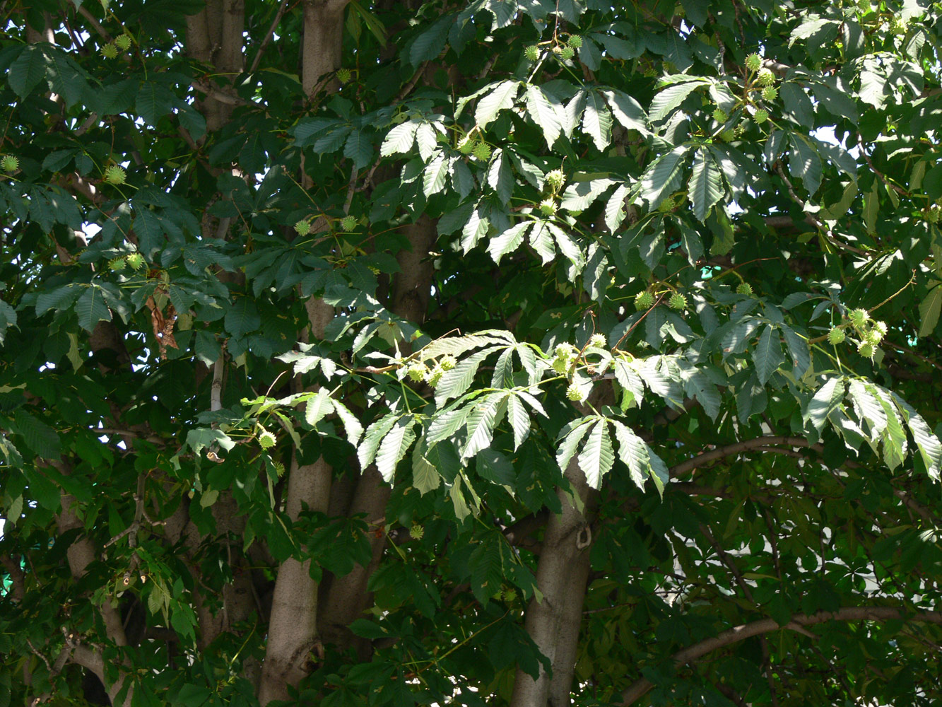 Image of Aesculus hippocastanum specimen.