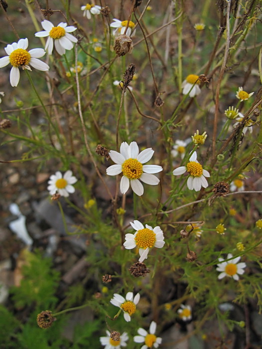 Изображение особи Anthemis cotula.