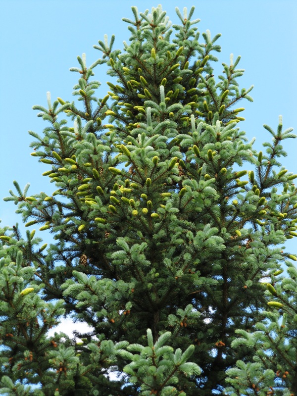 Изображение особи Picea pungens f. glauca.