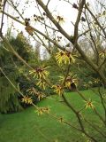 Hamamelis &times; intermedia