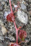 Parthenocissus tricuspidata