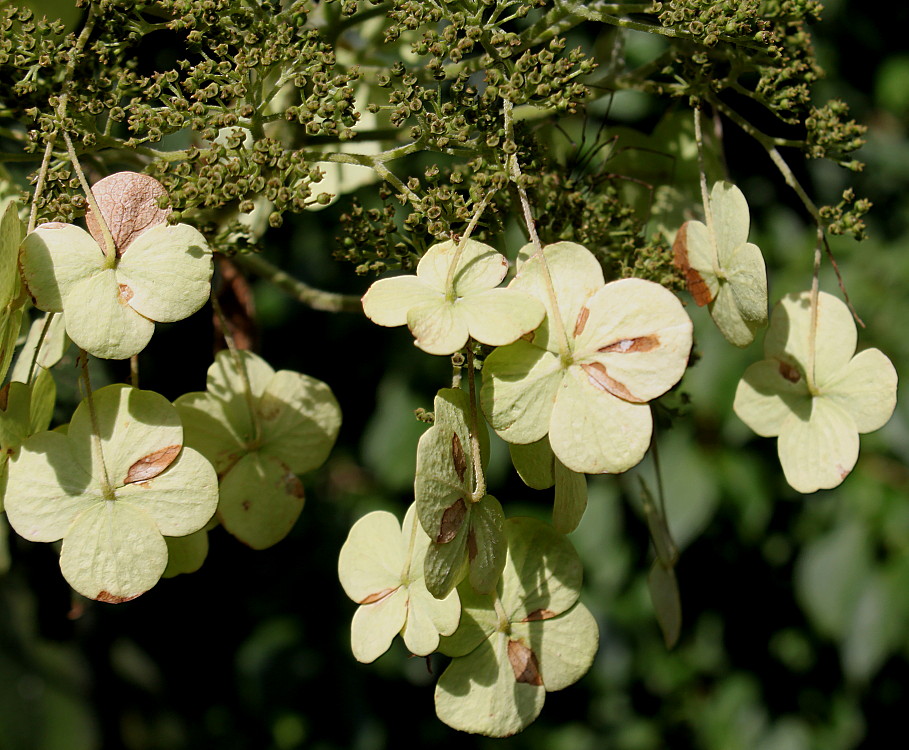 Image of Hydrangea aspera ssp. sargentiana specimen.