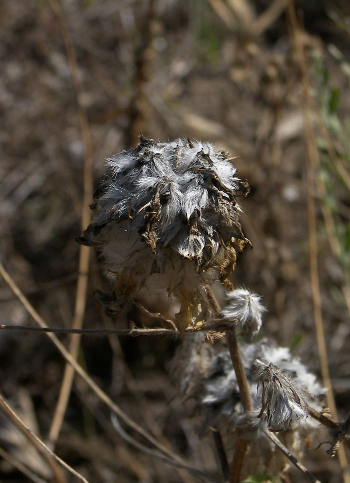 Image of Astragalus finitimus specimen.