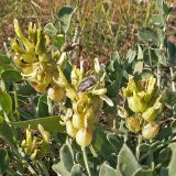 Astragalus calycinus