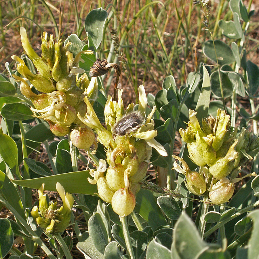 Image of Astragalus calycinus specimen.