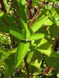 Phytolacca americana