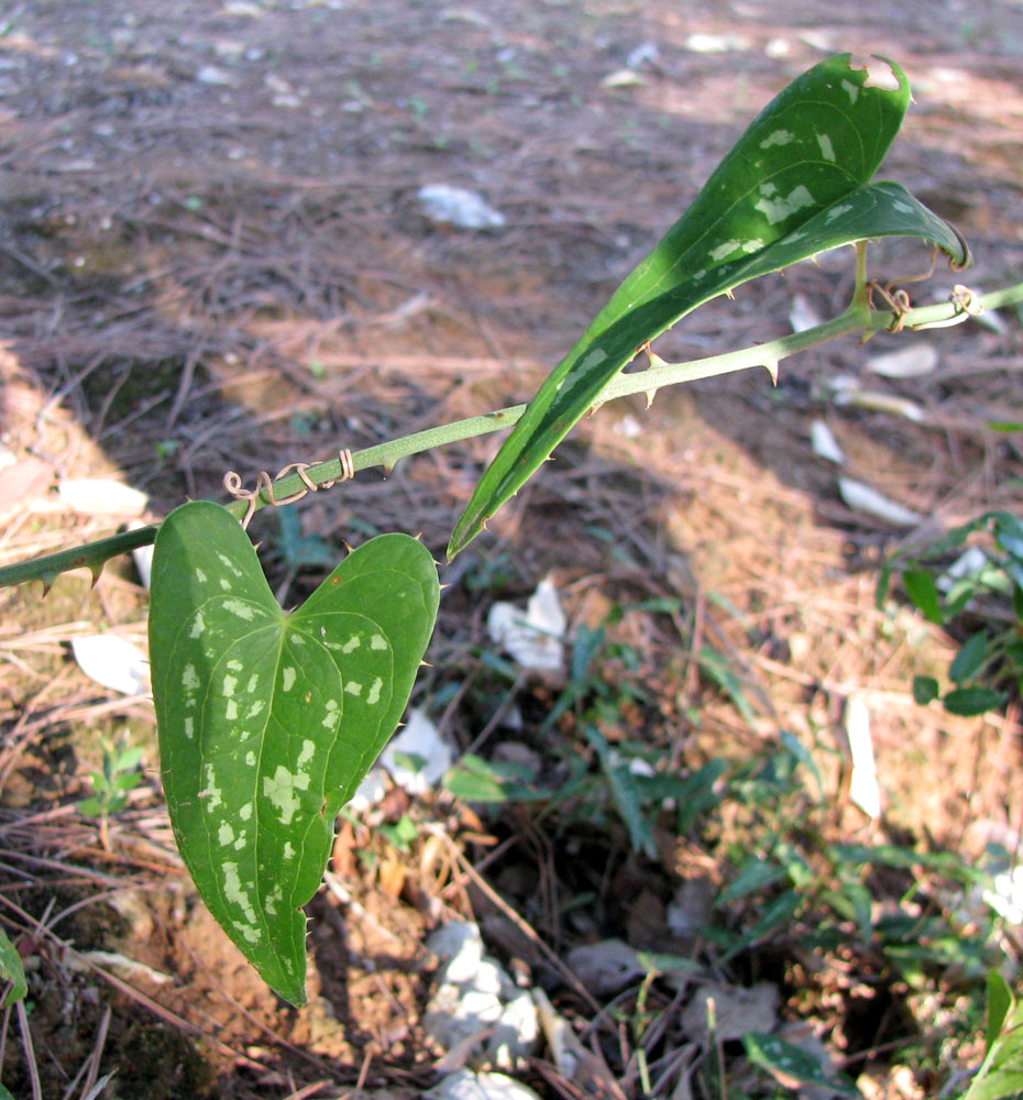 Image of Smilax aspera specimen.