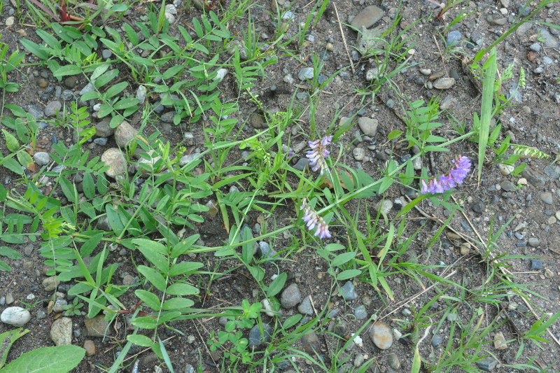 Изображение особи Vicia woroschilovii.