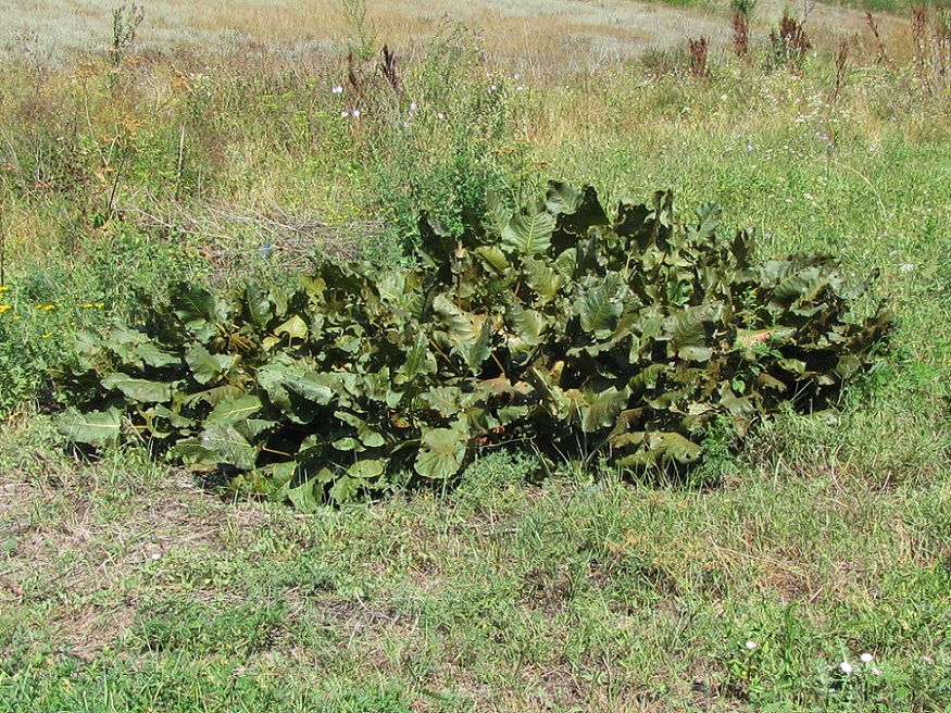 Image of Rumex confertus specimen.