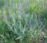 Salvia tesquicola