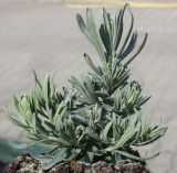 Lavandula angustifolia. Молодое вегетирующее растение. Германия, г. Кемпен, для высадки в открытый грунт. 27.03.2013.