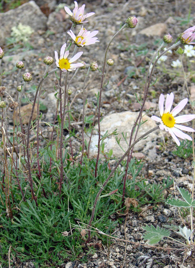 Image of Chrysanthemum zawadskii specimen.
