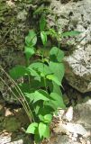 genus Vincetoxicum. Расцветающее растение. Крым, окр. Соколиного, Большой Каньон, буковый лес, на скале. 3 мая 2013 г.