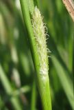 Carex cespitosa. Женское соцветие. Украина, г. Запорожье, балка Партизанская, в низине, недалеко от озерка. 02.05.2013.