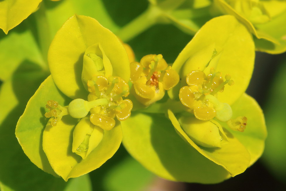 Image of Euphorbia palustris specimen.