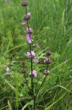 Phlomoides tuberosa