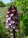 Orchis purpurea