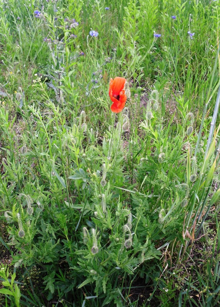 Image of Papaver rhoeas specimen.