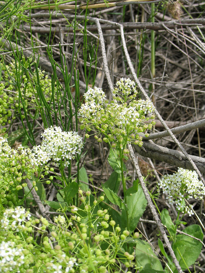 Image of Cardaria repens specimen.