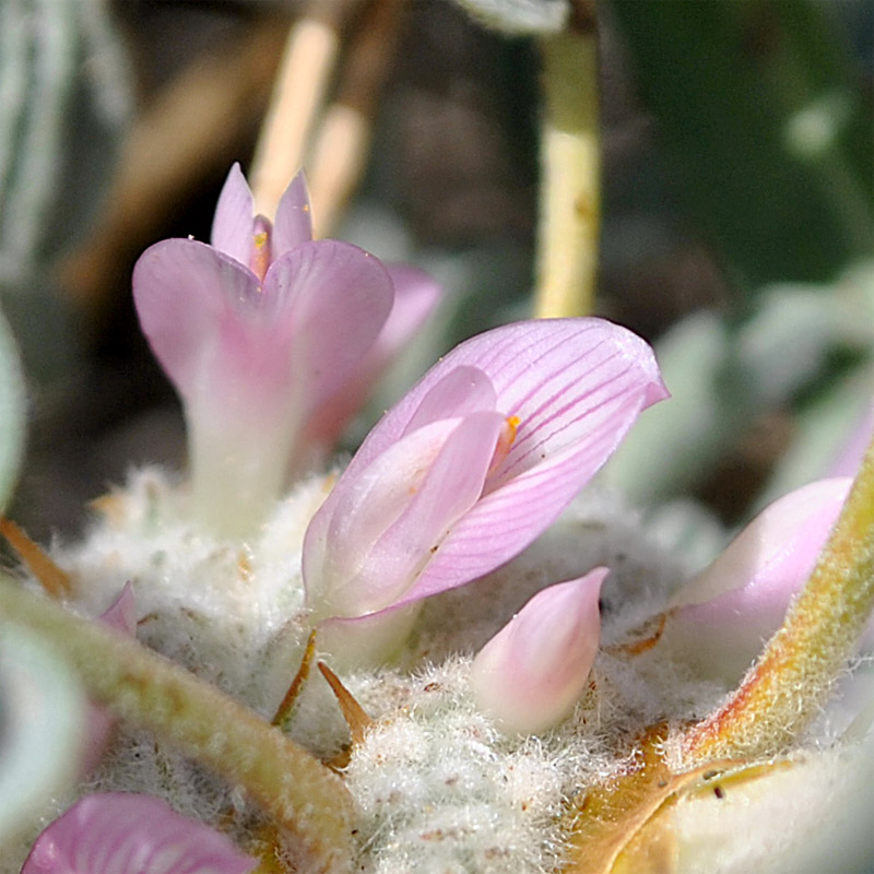 Изображение особи Astragalus meyeri.