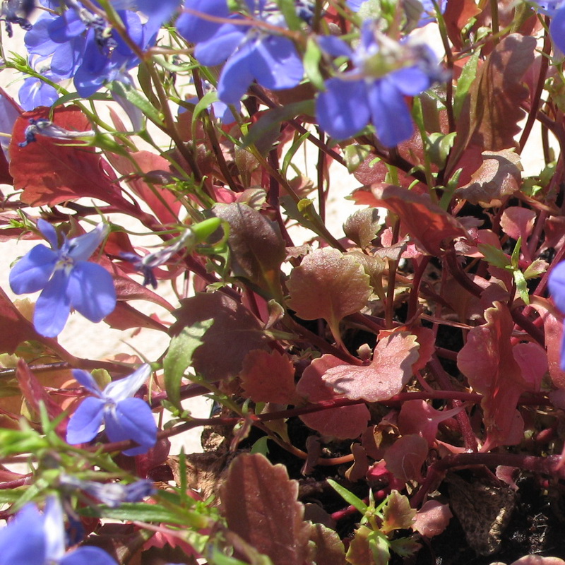 Изображение особи Lobelia erinus.