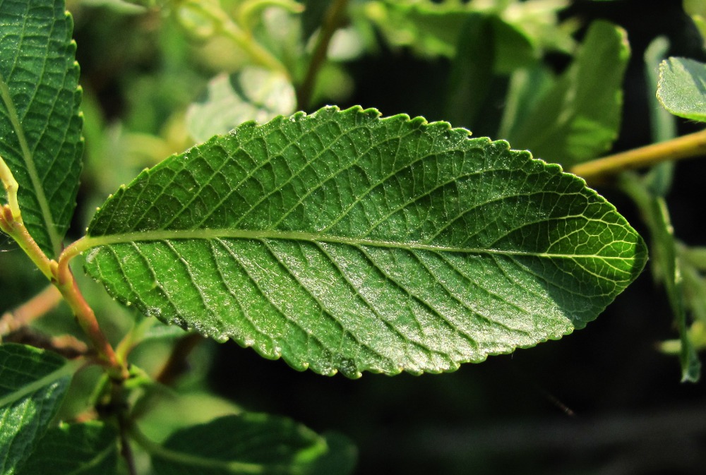 Image of Salix arbuscula specimen.