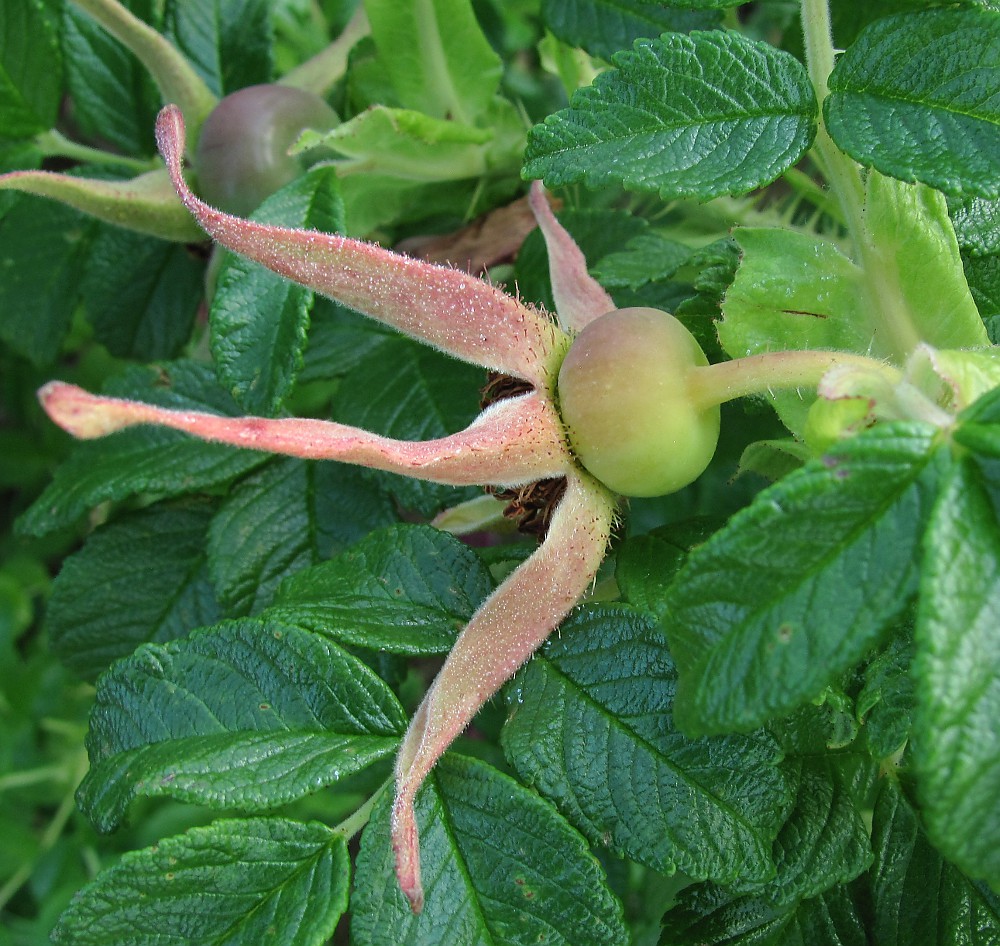 Изображение особи Rosa rugosa.