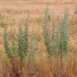 Artemisia absinthium